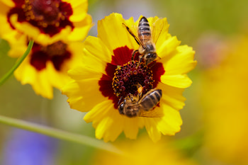 Two bees on flower The photograph, taken in Derbyshire, England, features two bees collecting nectar and pollen from a Golden Tickseed flower, also known as Coreopsis, which is a member of the Tickseed family. Captured outdoors during a late summer morning, the image highlights the active behavior of these insects amid the vibrant yellow and red blossoms. The composition focuses on the interaction between the bees, the flowers, and surrounding plants, making this a nature still life photograph representative of summer wildlife and native flora in the United Kingdom.
